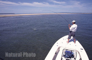 Sight Fishing On the flats