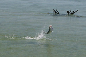 Bluefish jump