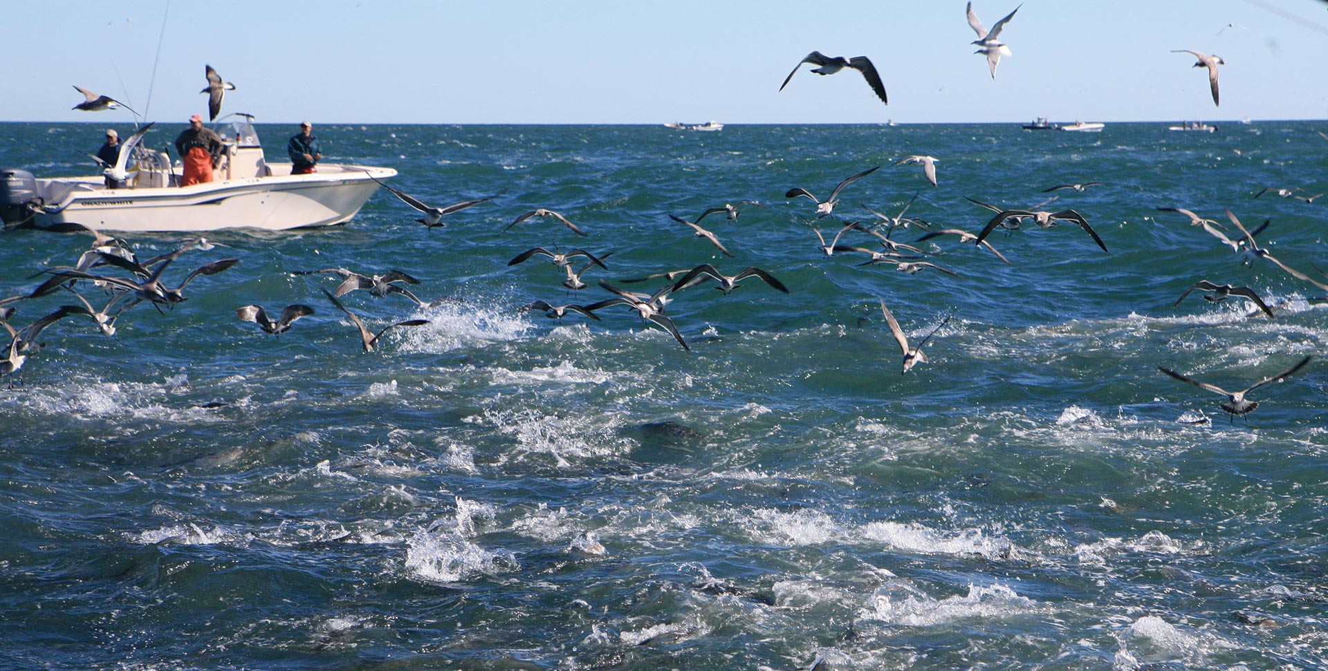 Montauk fall run striper blitz