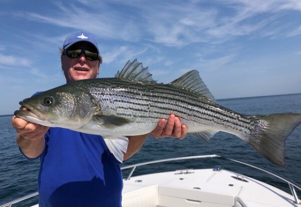 Big Stripers are here