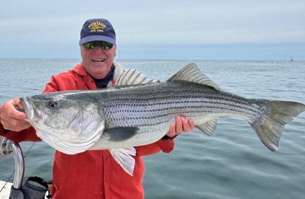 Huge Striper in Montauk - Natural Anglers fishing charters