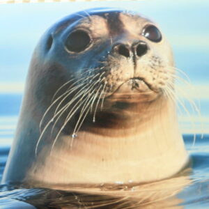 photo of a seal