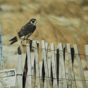 photo of a falcon on the beach fence