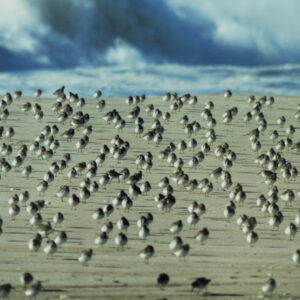 photo of a flock of small birds on the beach