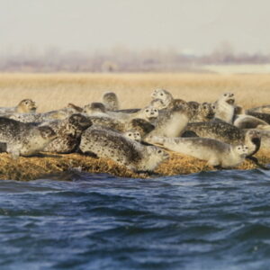 photo of seals on the marsh