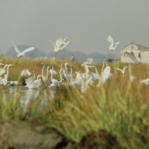 photo of many white egrets