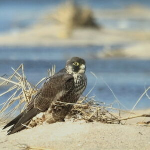 photo of a falcon on the beach
