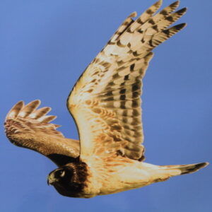 photo of a Marsh Hawk