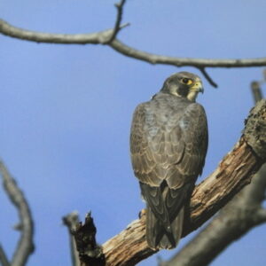 photo of a falcon