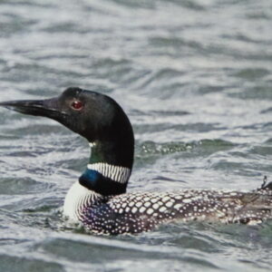 photo of a Loon